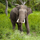Elefante indio. Wikimedia Commons
